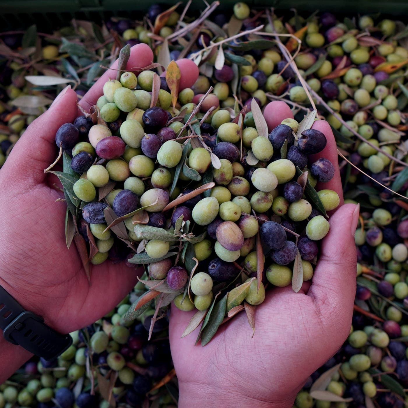 Two hands cradling freshly picked green and purple olives over a full harvest crate